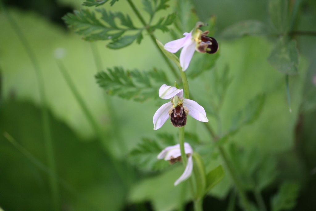 Ophrys apifera